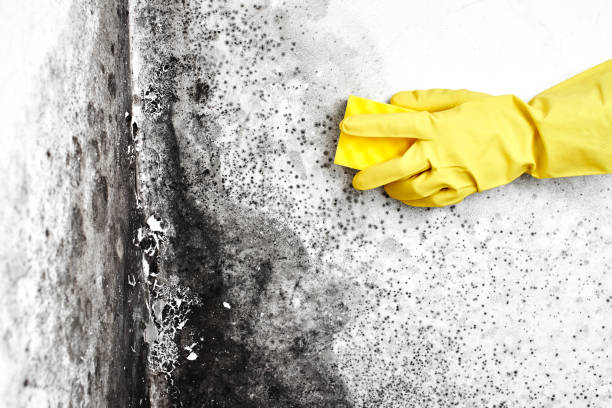 Best Mold Odor Removal Services  in Victoria, KS
