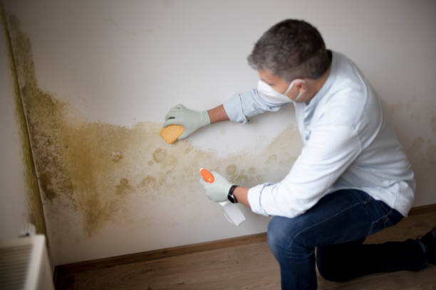 Best Mold Removal for HVAC Installations  in Victoria, KS