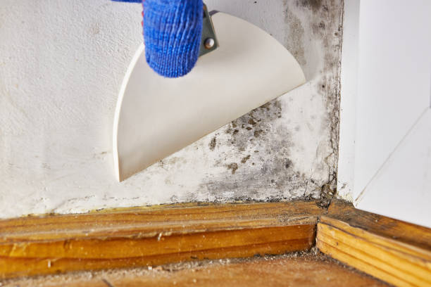 Best Attic Mold Removal  in Victoria, KS