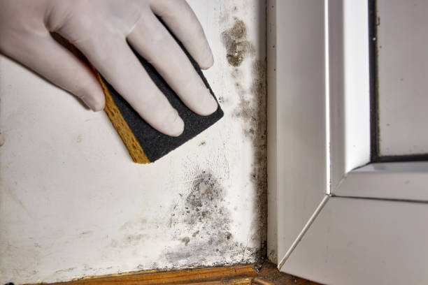Best Mold Documentation for Insurance Claims  in Victoria, KS